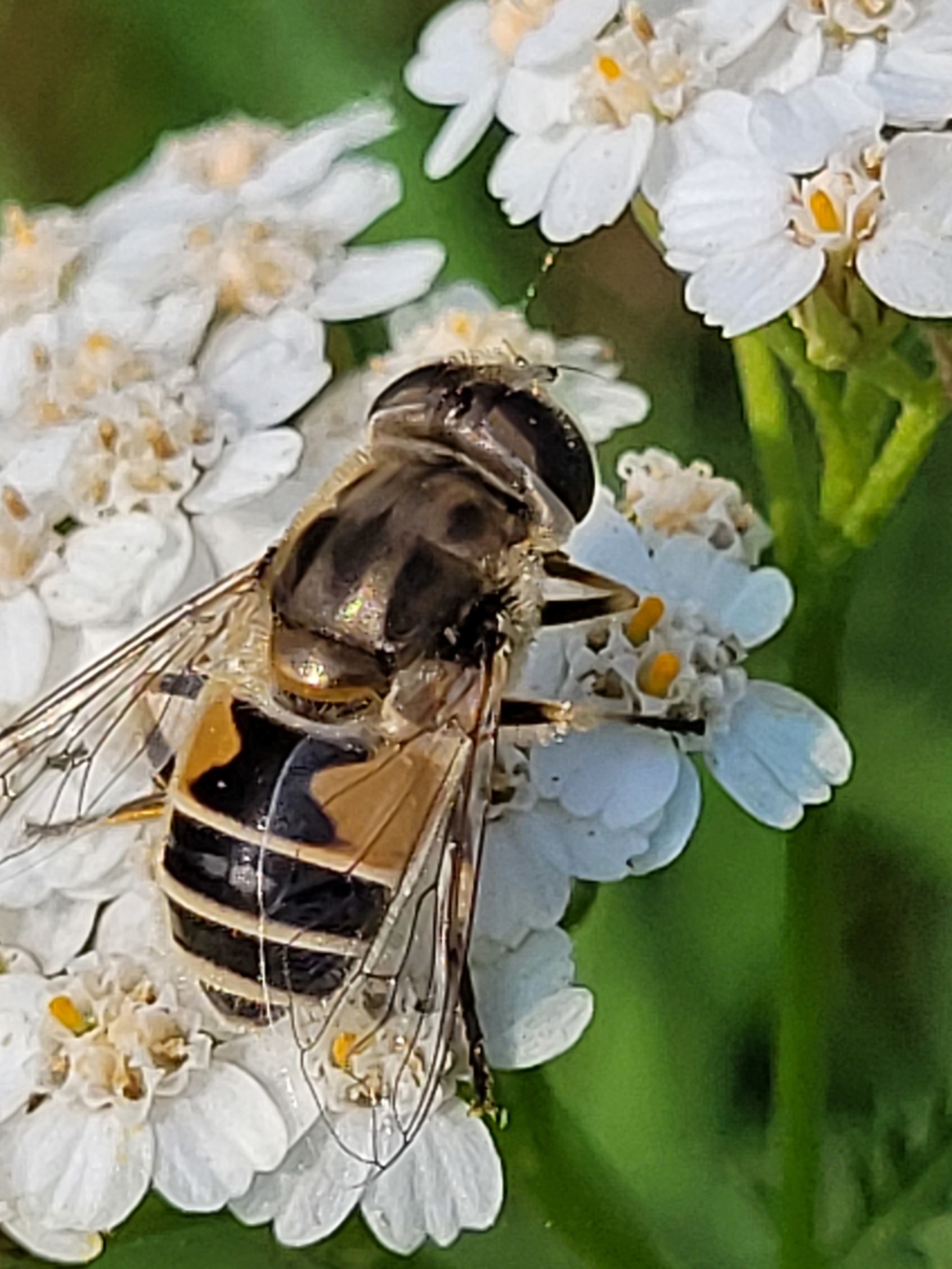 Eristalis arbustorum - fehérarcú herelégy