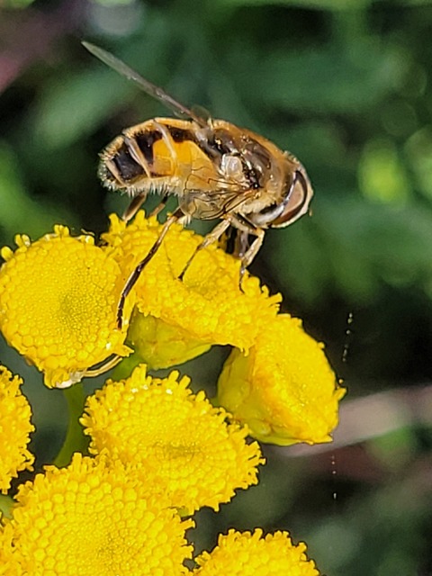 Eristalis arbustorum - fehérarcú herelégy