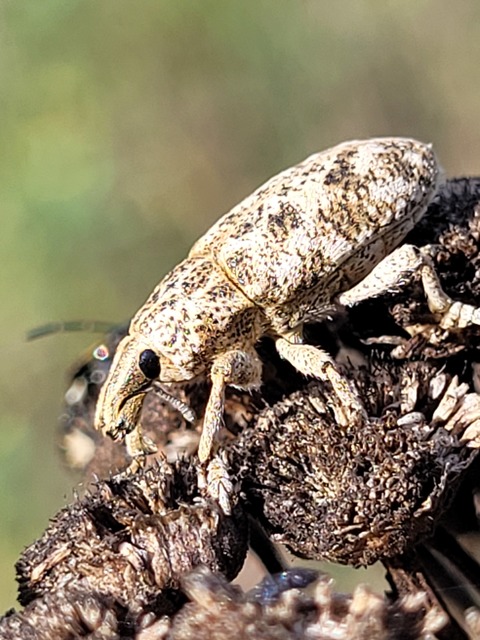 Cyphocleonus dealbatus - márványos barkó