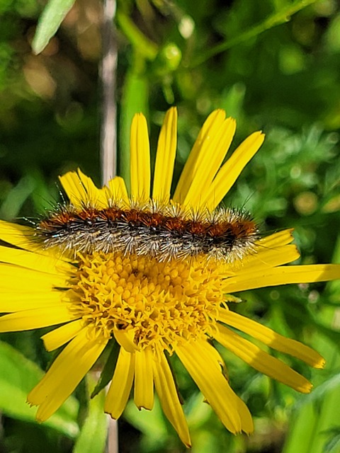 Rhyparia purpurata - bíborszínű medvelepke