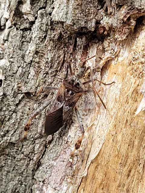 Leptoglossus occidentalis - nyugati levéllábú poloska