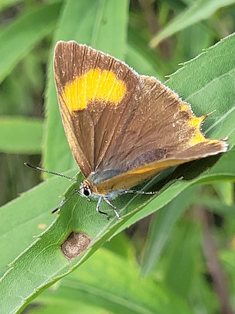 Thecla betulae - nyírfalepke