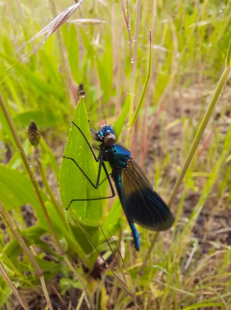 Calopteryx splendens - sávos szitakötő Calopteryx splendens - sávos szitakötő