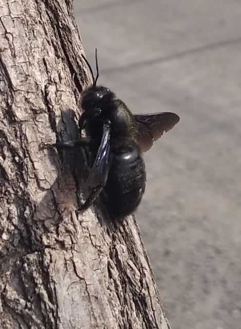 Xylocopa