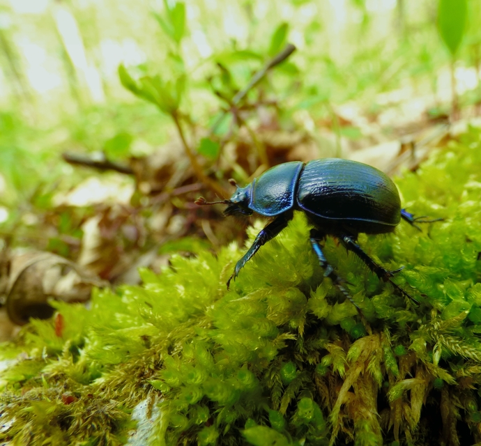 Anoplotrupes stercorosus - erdei álganéjtúró