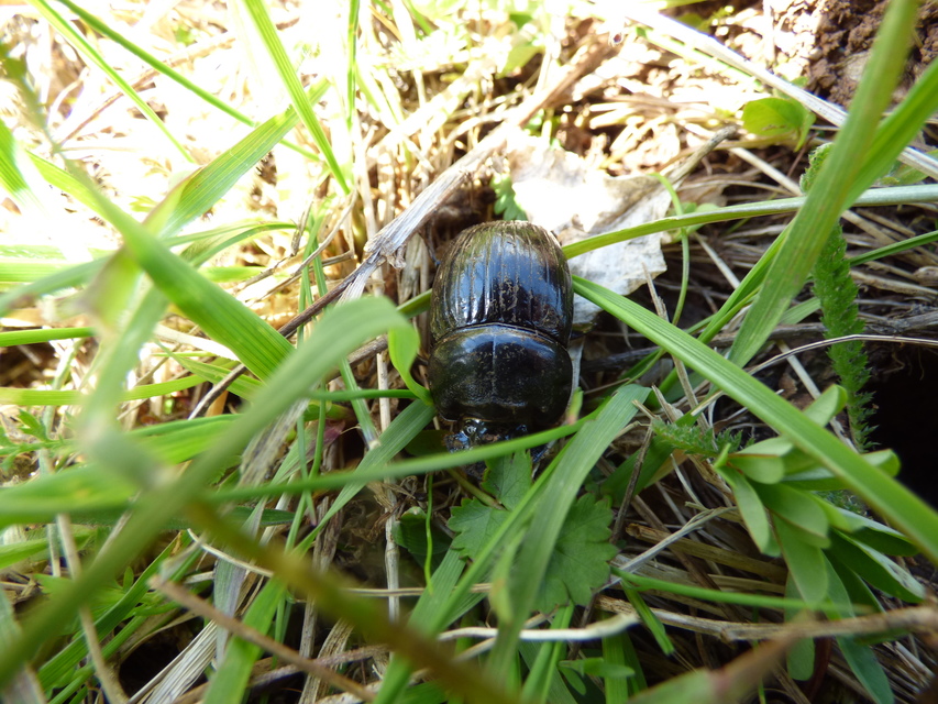 Copris lunaris - közönséges holdszarvú-ganéjtúró