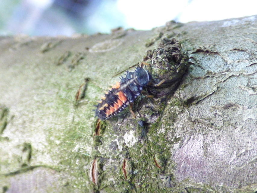 Harmonia axyridis - harlekinkatica Harmonia axyridis - harlekinkatica