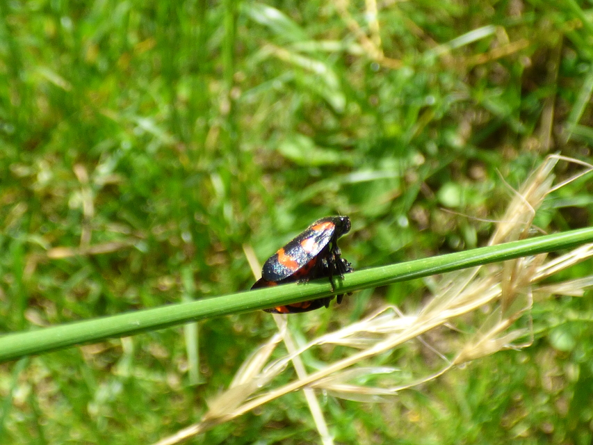 Cercopis sanguinolenta