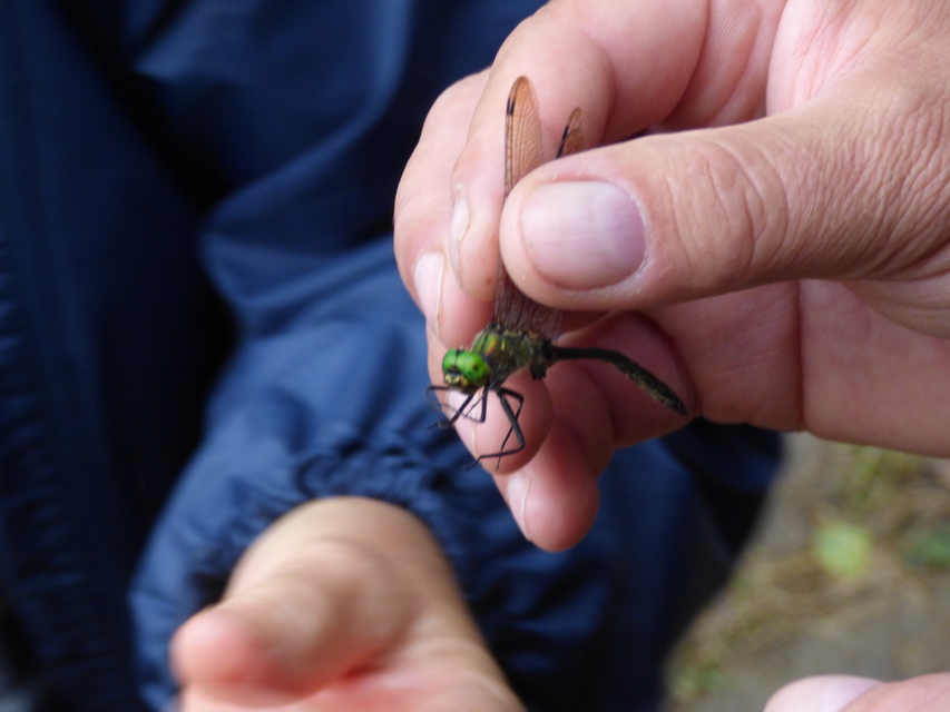 Somatochlora meridionalis - déli smaragdszitakötő
