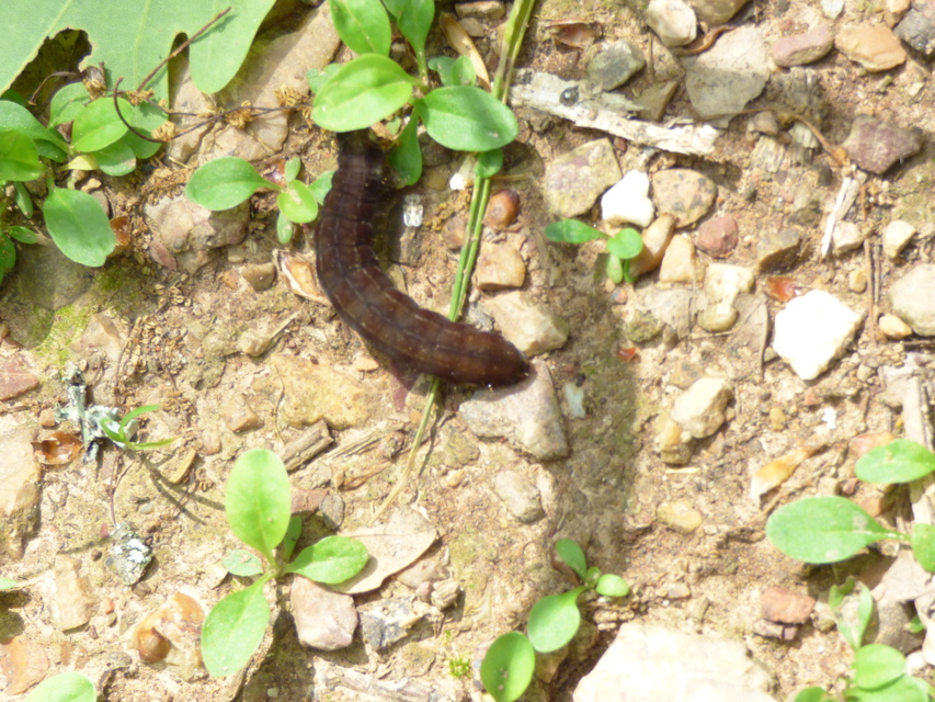 Eupsilia transversa - holdacskás télibagoly Eupsilia transversa - holdacskás télibagoly
