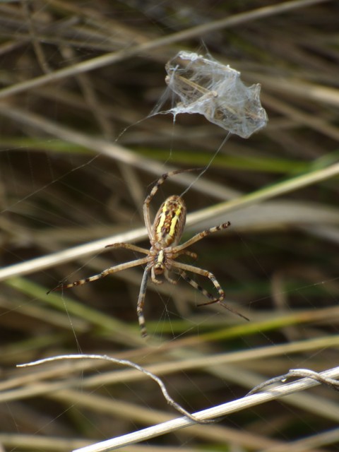 Argiope bruennichi - darázspók