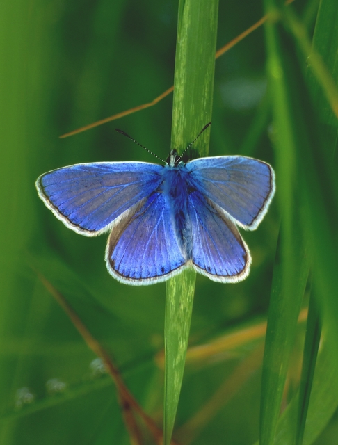 Polyommatus icarus - közönséges boglárka