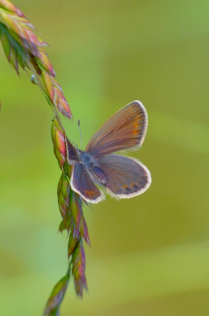Plebejus argus - ezüstös boglárka