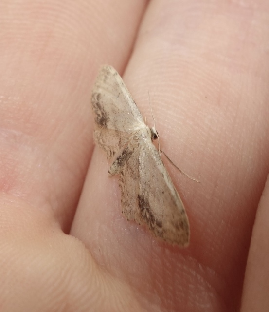 Idaea dimidiata - gyakori apróaraszoló
