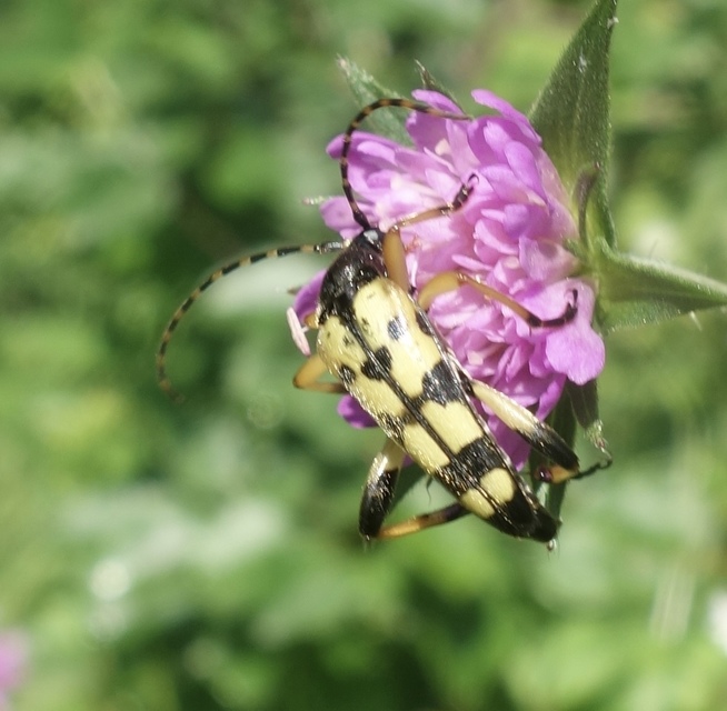 Rutpela maculata - tarkacsápú karcsúcincér