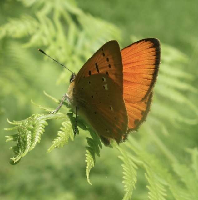Lycaena virgaureae - arany-tűzlepke