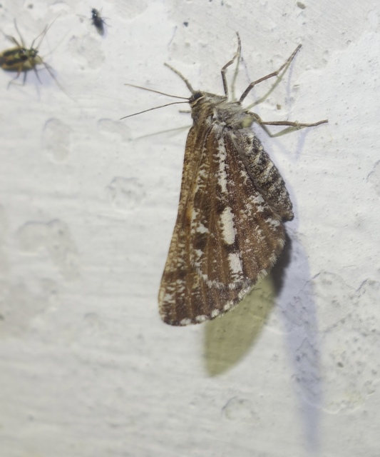Bupalus piniaria - fenyőaraszoló