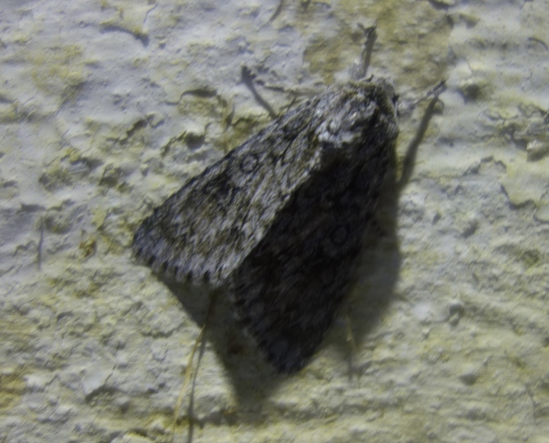 Acronicta aceris - vadgesztenye-szigonyosbagoly