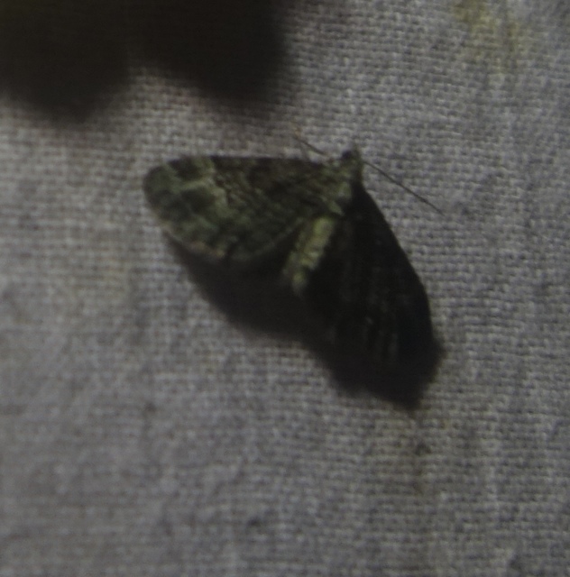 Pasiphila rectangulata - almavirág-araszoló