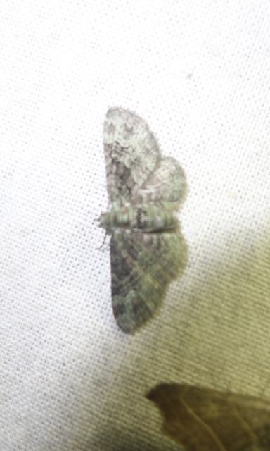 Pasiphila rectangulata - almavirág-araszoló