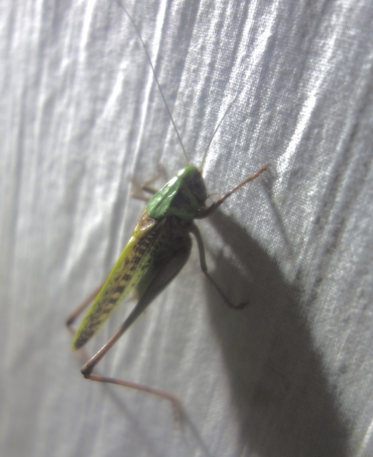 Decticus verrucivorus - szemölcsevő szöcske