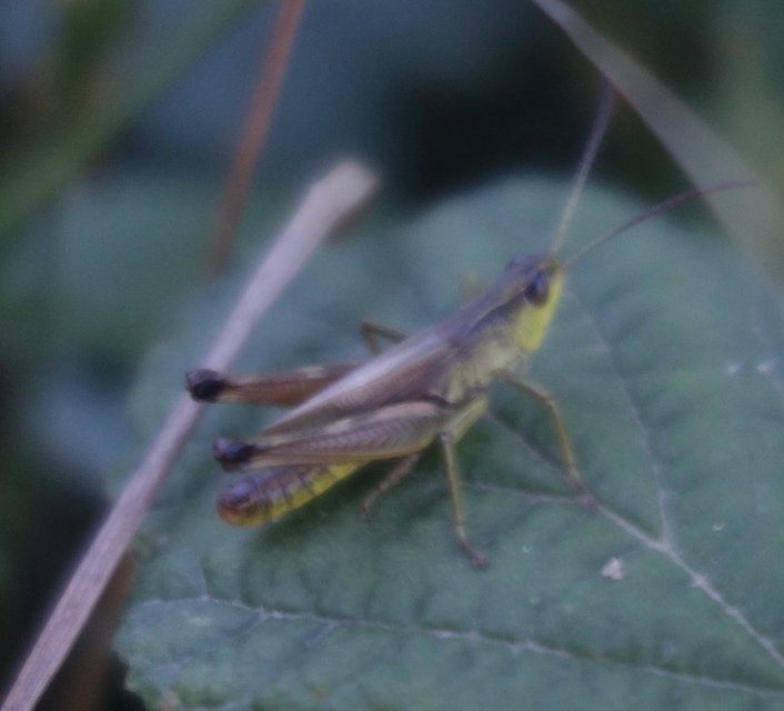 Pseudochorthippus parallelus - közönséges rétisáska