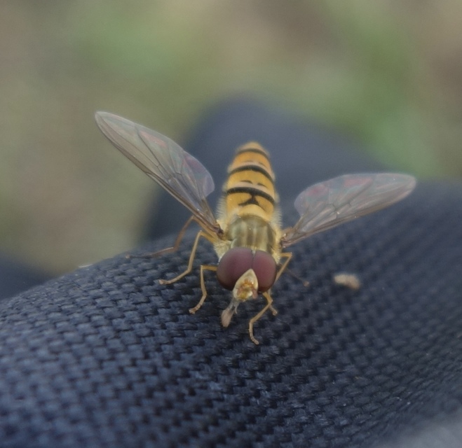 Episyrphus balteatus - ékfoltos zengőlégy