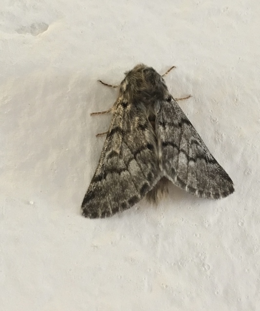 Thaumetopoea pityocampa