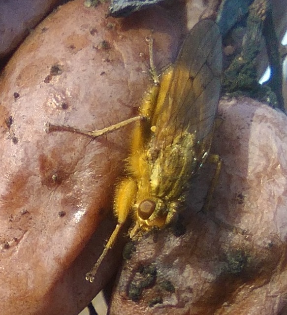 Scathophaga stercoraria - közönséges trágyalégy