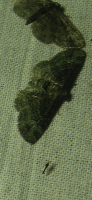 Pasiphila rectangulata - almavirág-araszoló