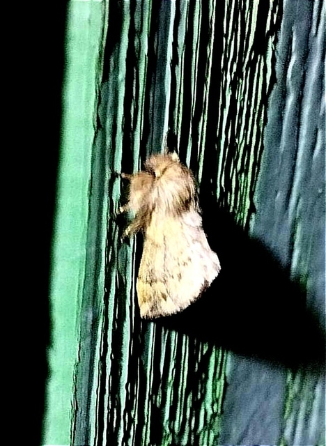 Ptilophora plumigera - tollas púposszövő
