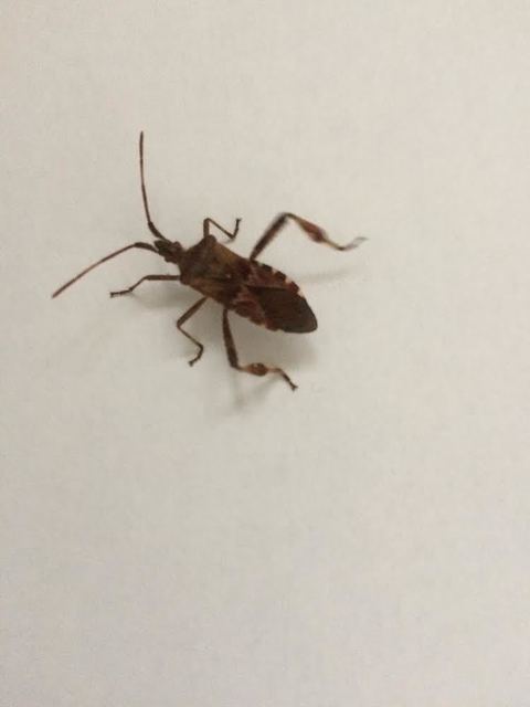 Leptoglossus occidentalis - nyugati levéllábú poloska