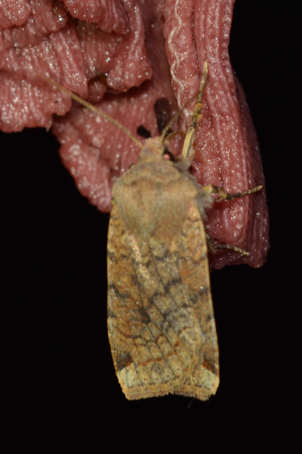 Conistra veronicae - veronika-őszibagoly