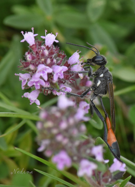 Ammophila