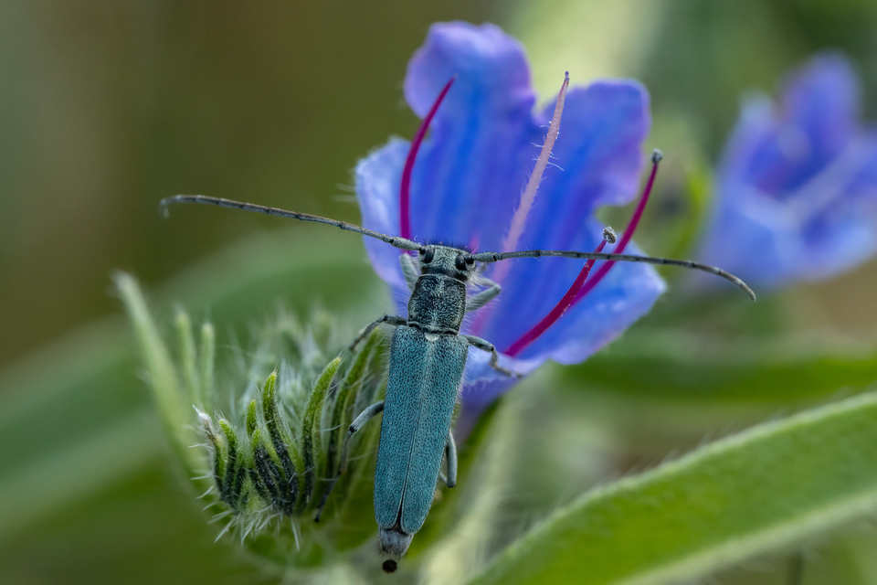 Phytoecia coerulescens - kígyósziszcincér