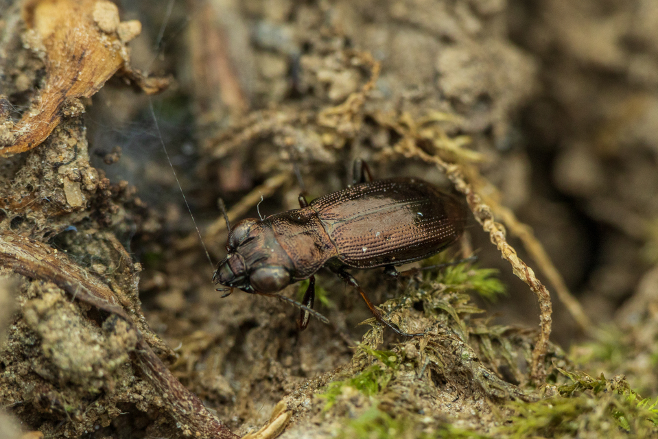 Notiophilus rufipes - vöröslábú szemesfutó