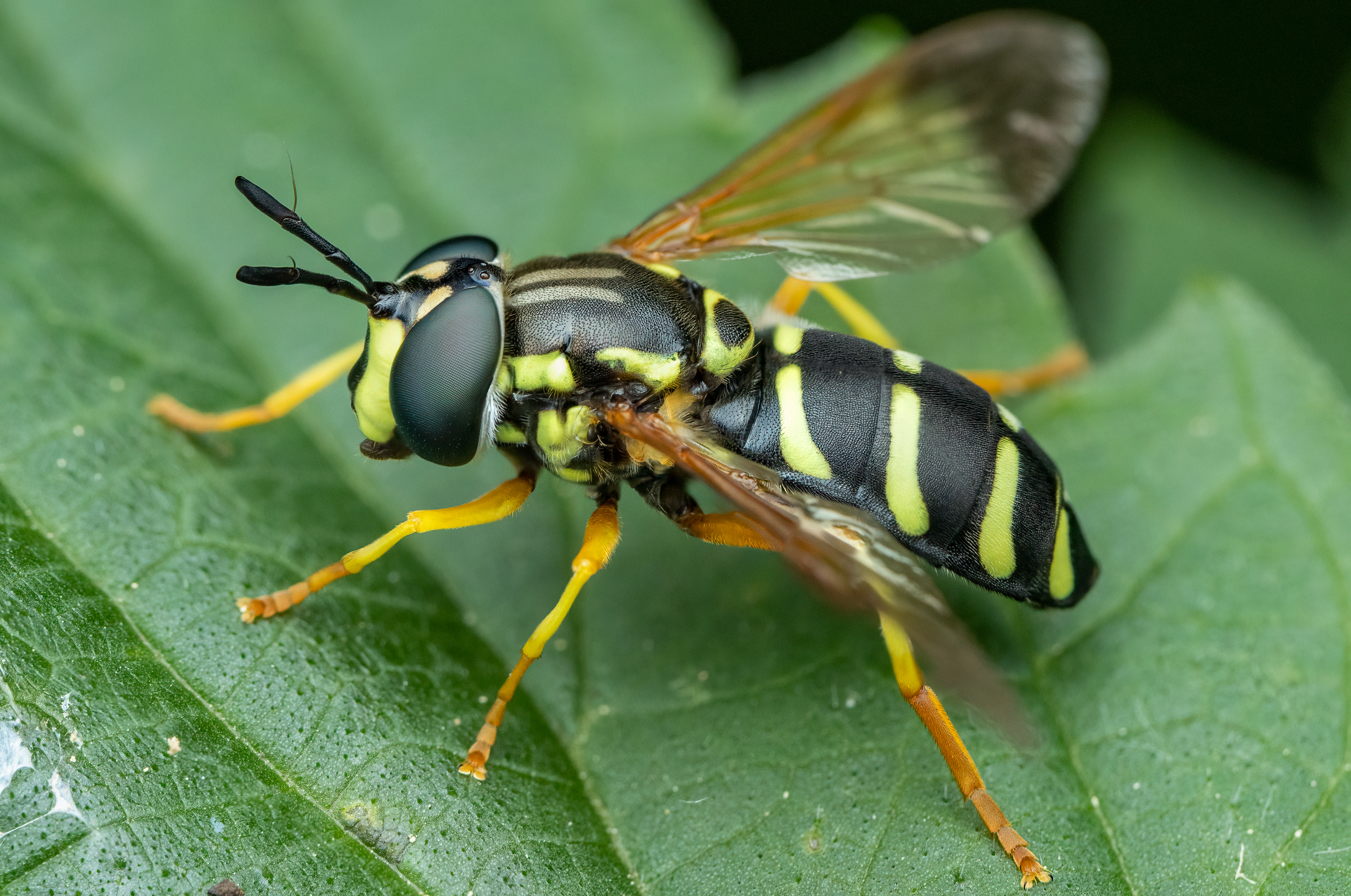 Chrysotoxum festivum - közönséges öveslégy