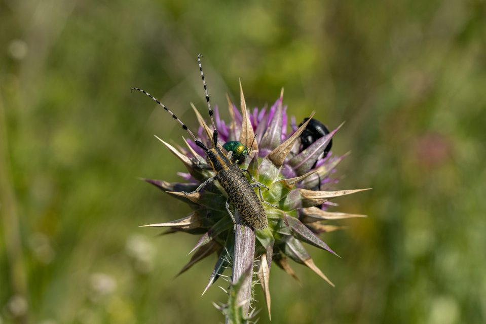 Agapanthia dahli - sárgagyűrűs bogáncscincér