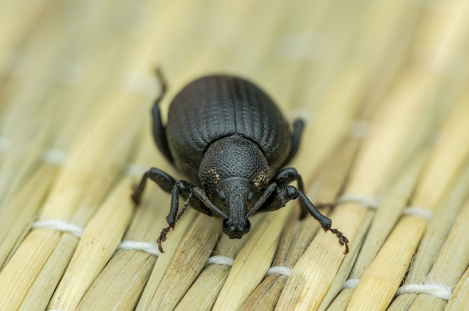 Otiorhynchus catenulatus - gyászos gyalogormányos