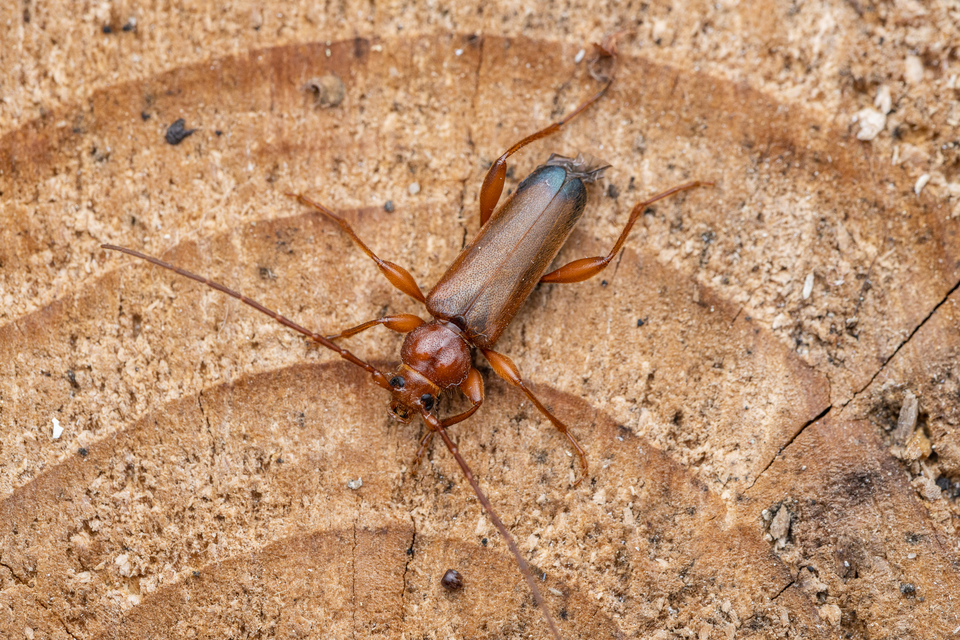 Phymatodes testaceus - változékony korongcincér