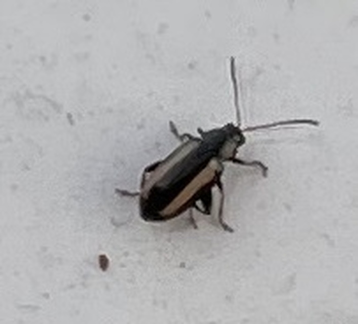 Phyllotreta vittula - muharbolha