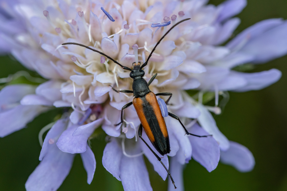 Stenurella melanura - feketevégű karcsúcincér