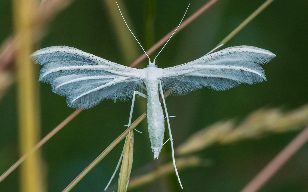 Pterophorus pentadactyla - fehér tollasmoly