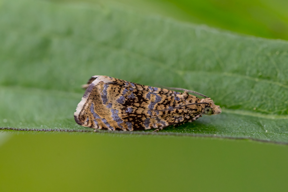 Celypha lacunana - vízparti tükrösmoly