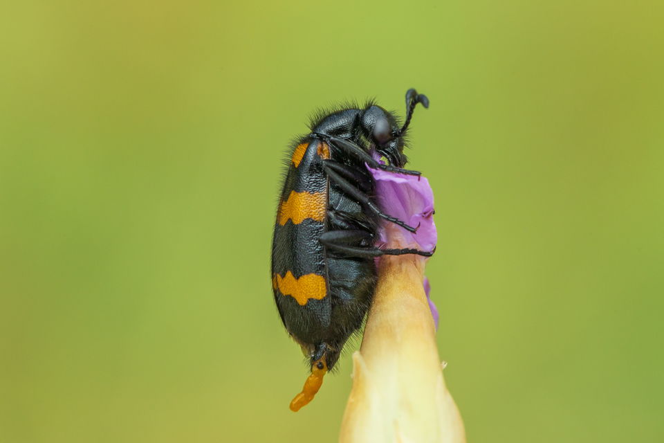 Mylabris variabilis - szalagos hólyaghúzó