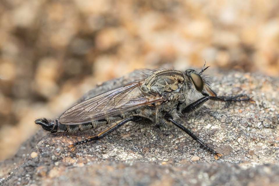 Machimus caliginosus/cyanopus/setibarbis