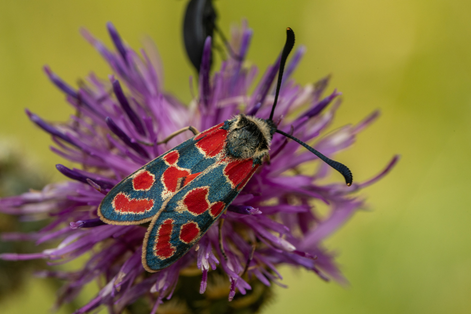 Zygaena carniolica - fehérgyűrűs csüngőlepke