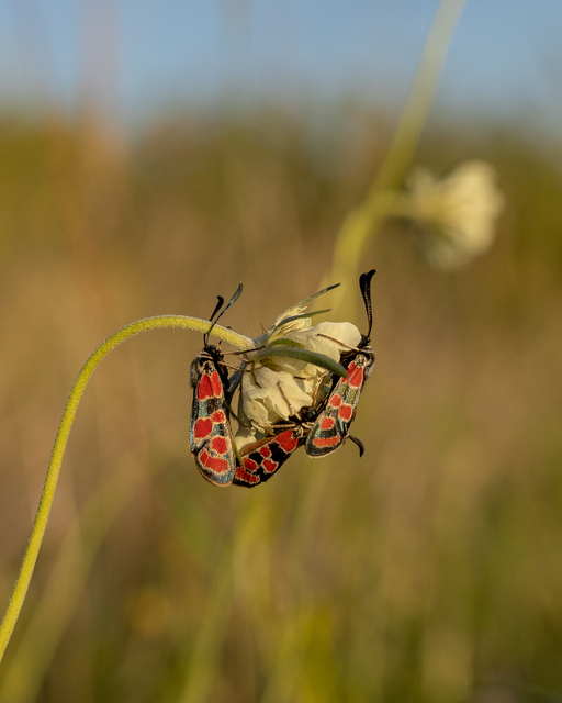 Zygaena carniolica - fehérgyűrűs csüngőlepke