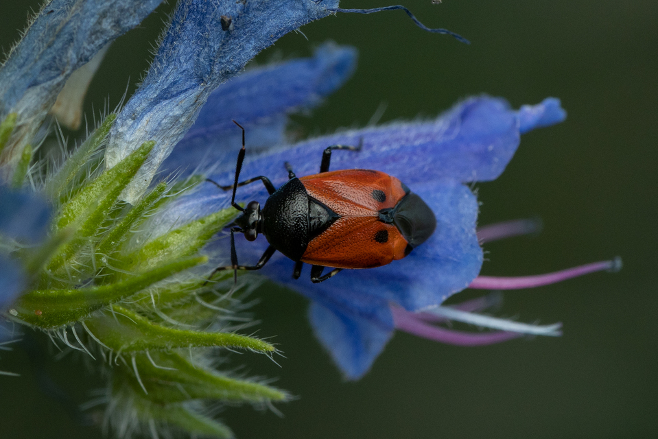 Deraeocoris rutilus - cinóber mezeipoloska