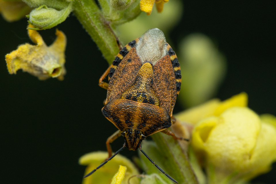 Carpocoris